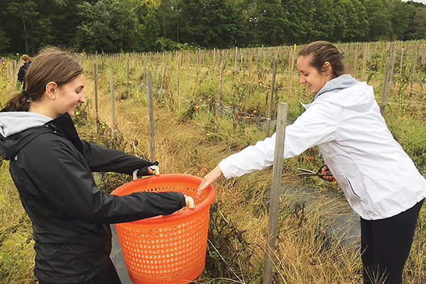 Peggy Tekelis ʼ21 and Angela Dalpe ʼ21 get  hands-on experience clipping string from rows of  tomatoes at Community Harvest Project as part  of their BIO160: Concepts in Biology class.